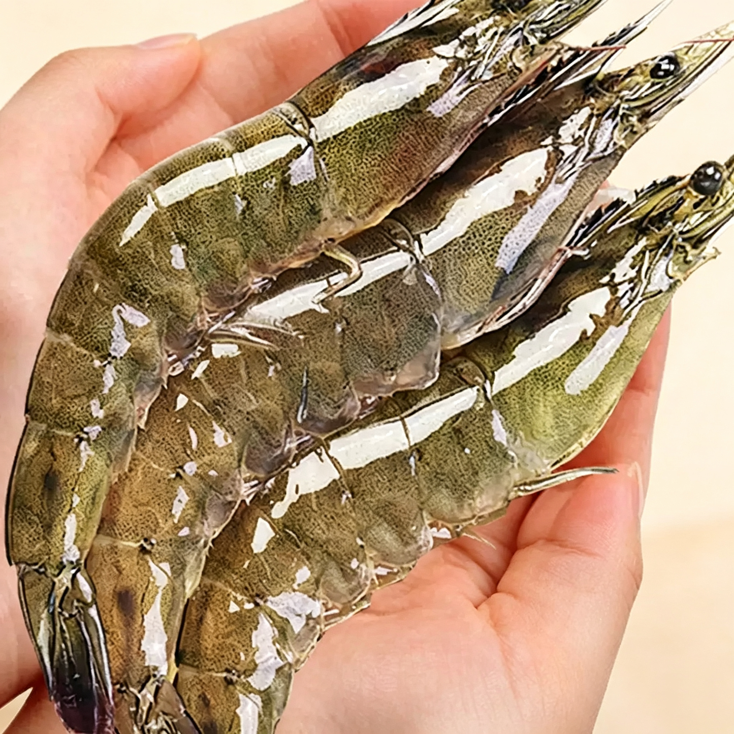Frozen Raw Large Prawns